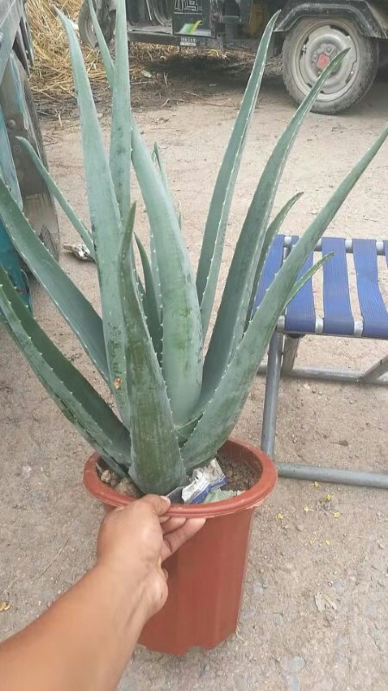 库拉索芦荟基地直发