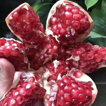 甜蜜蜜石榴