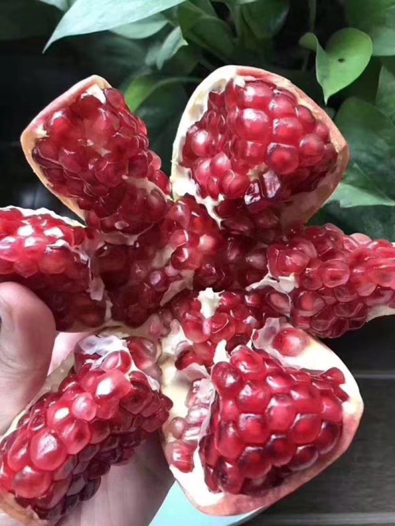 甜蜜蜜石榴