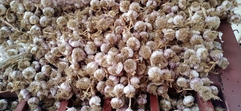 紫红皮大蒜把子，带杆带胡蒜把可以加工蒜头，蒜种等！！