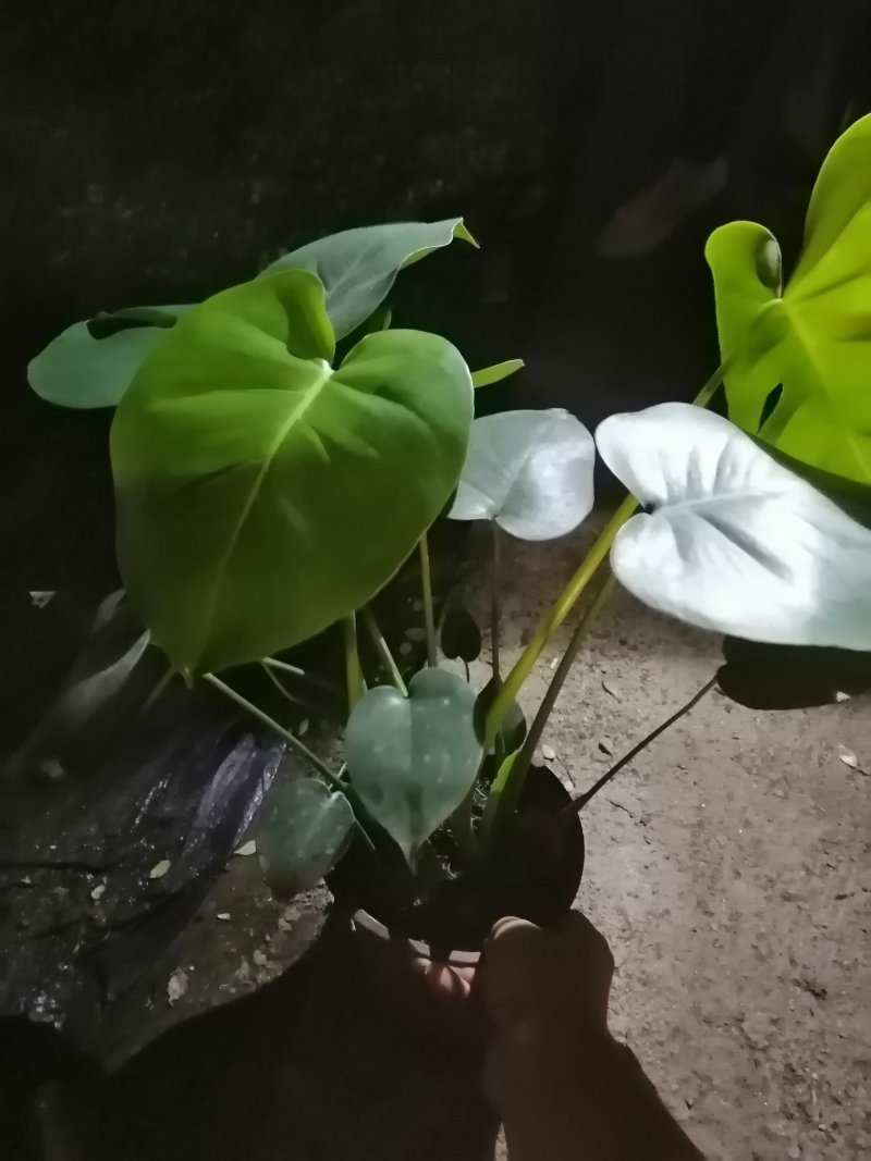龟背竹