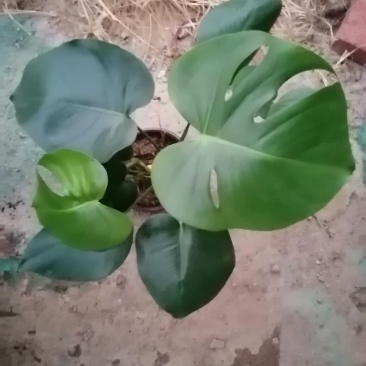 龟背竹