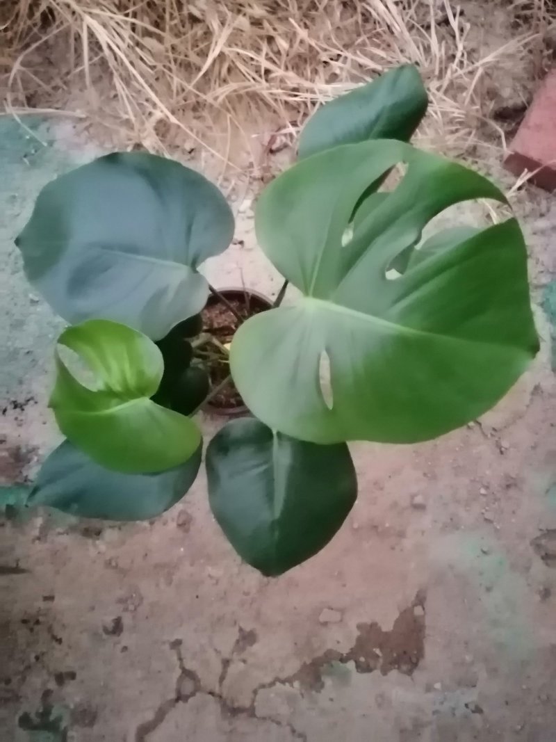 龟背竹