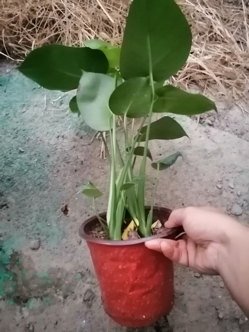 龟背竹