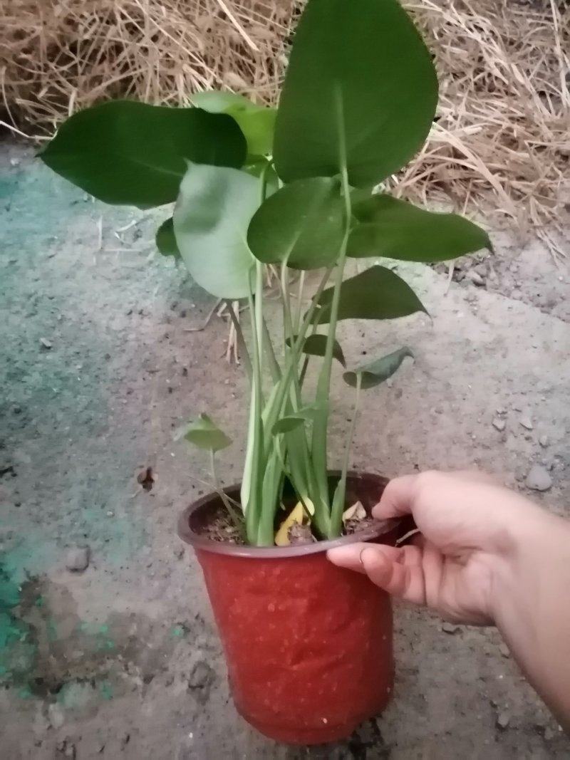 龟背竹