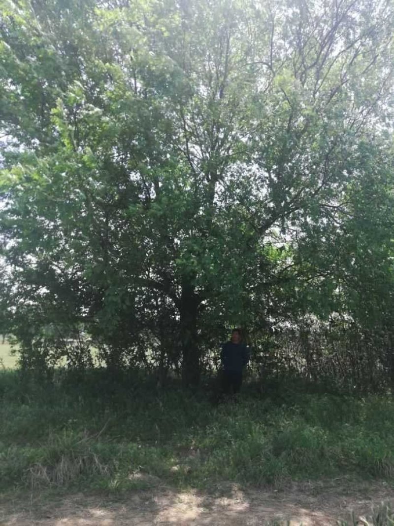 供十七至四十公分原生冠精品榔榆，白皮榆，大叶榆速生榆