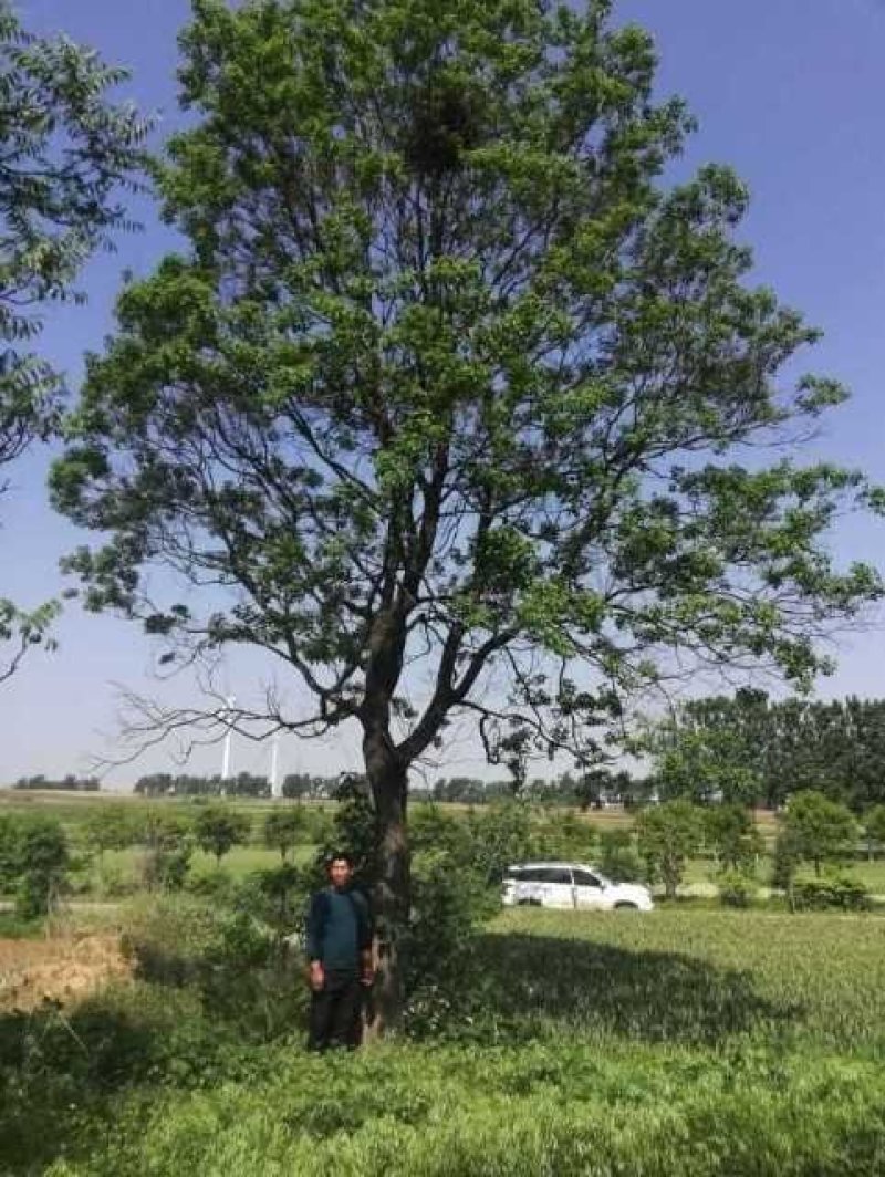 乌桕，供十七至四十五公分的原生冠精品大规格乌桕