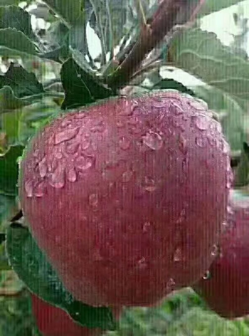 甘肃天水花牛苹果大量出售