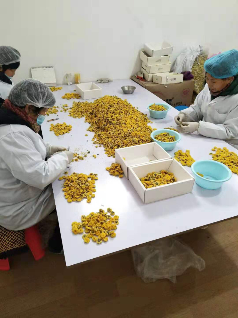 云黄冰菊，正宗怀庆府怀菊花茶