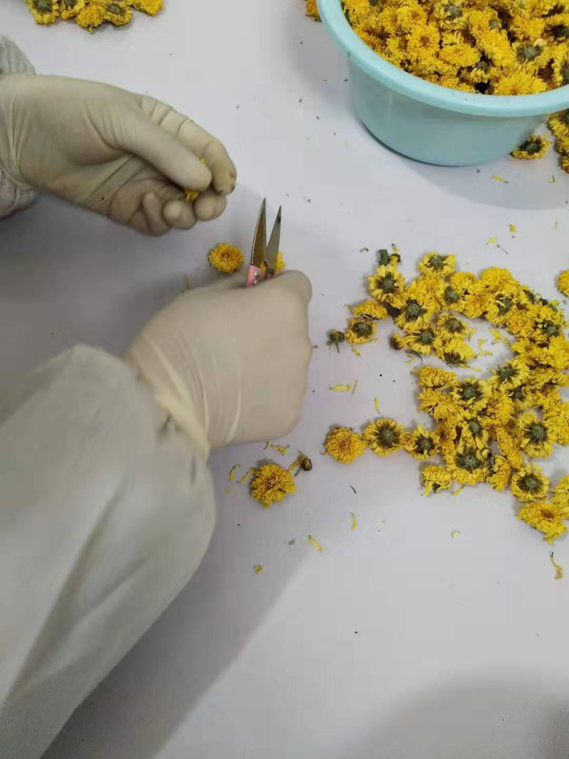 云黄冰菊，正宗怀庆府怀菊花茶