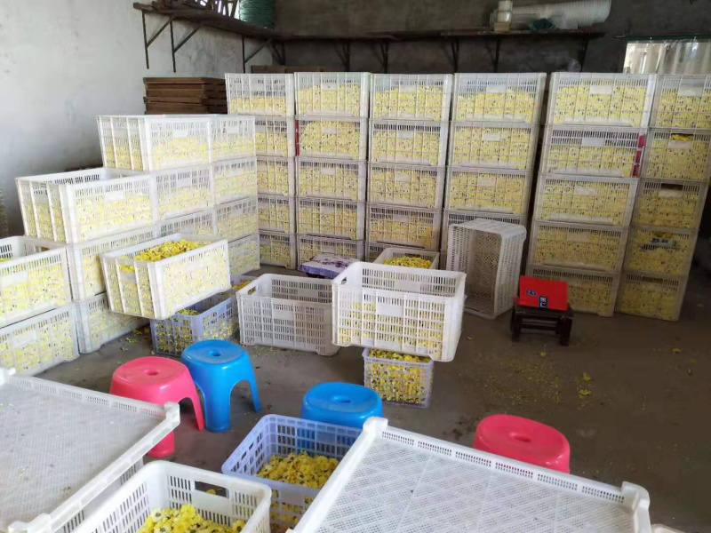 云黄冰菊，正宗怀庆府怀菊花茶