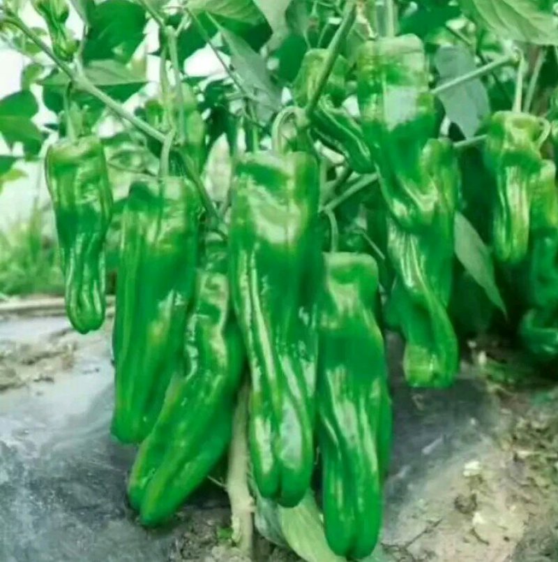 河南省夏邑县益农合作社蔬菜基地。常年供应各种蔬菜。辣椒