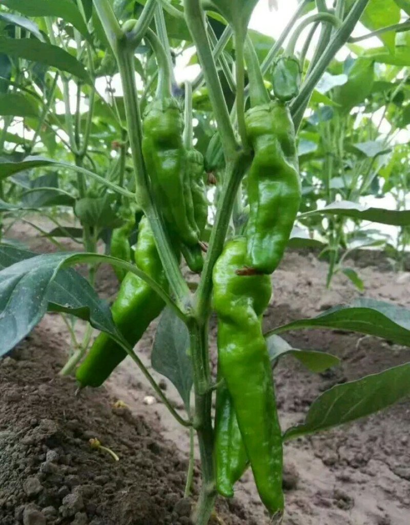 河南省夏邑县益农合作社蔬菜基地。常年供应各种蔬菜。辣椒