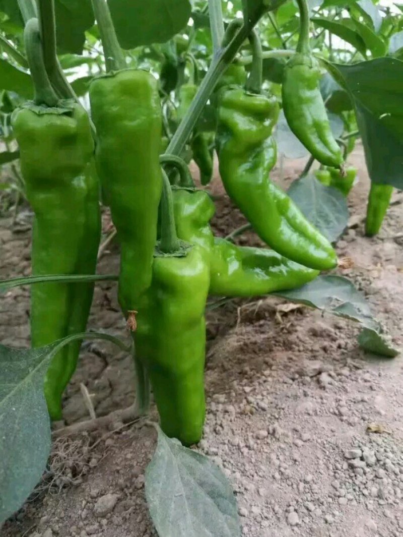 河南省夏邑县益农合作社蔬菜基地。常年供应各种蔬菜。辣椒