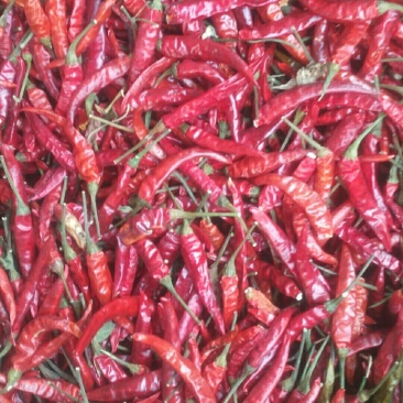 干小米椒