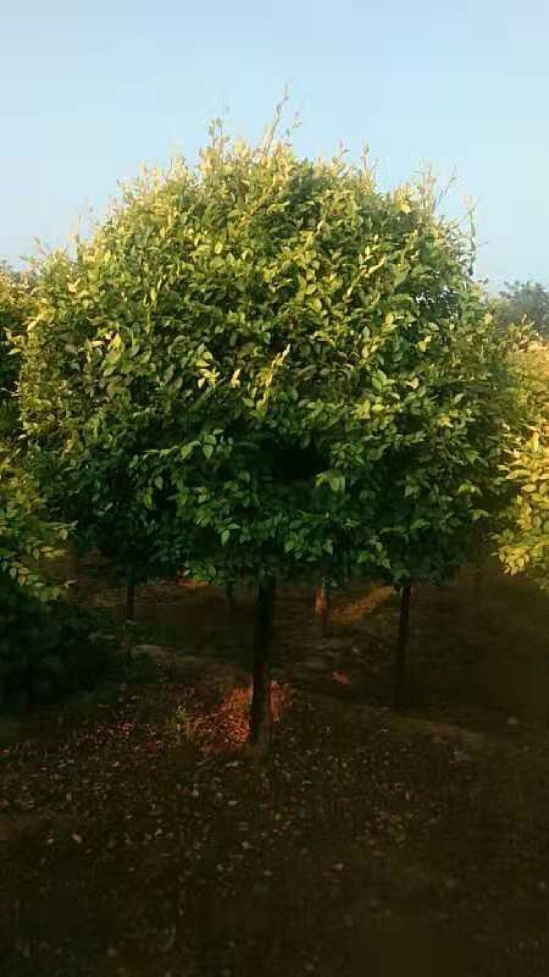 矮杆金叶榆球，精品矮杆金叶榆球