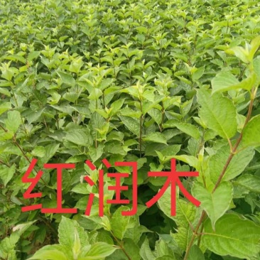 大量供应红润木80---1.2米