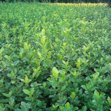 大量供应胶东卫矛40--80公分