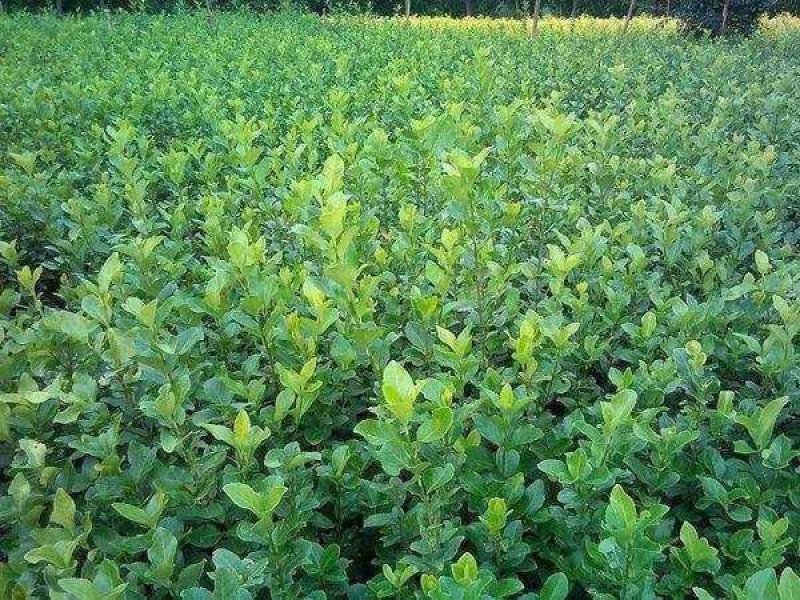 大量供应胶东卫矛40--80公分