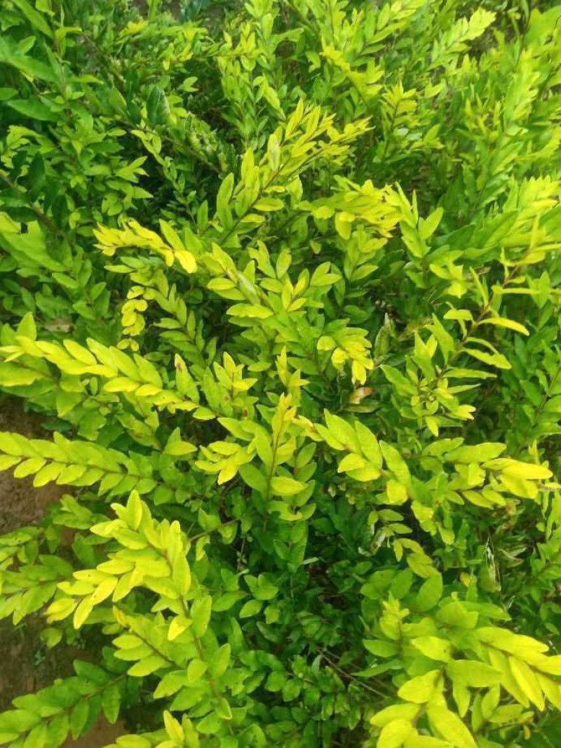 大量供应金叶水蜡，优质金叶水蜡