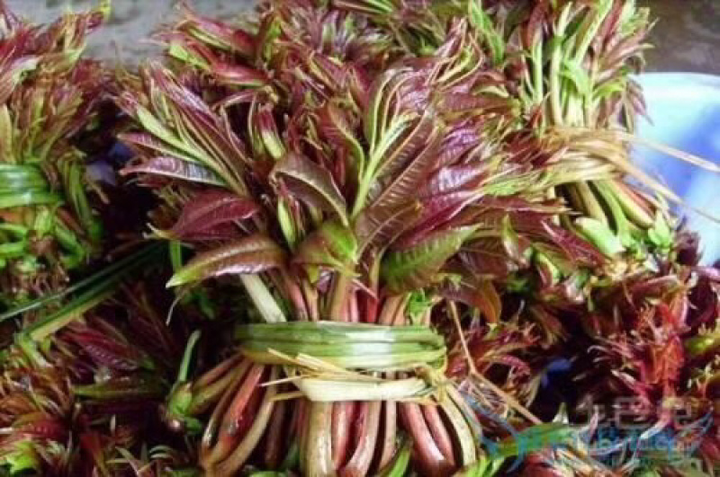 香椿种子红油香椿种子香椿净籽发芽率高香椿芽菜四季播种简单