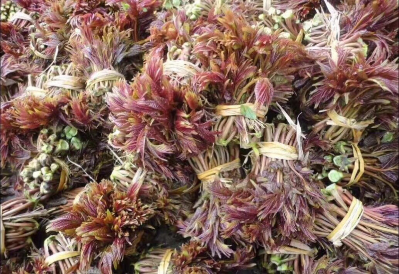 香椿种子红油香椿种子香椿净籽发芽率高香椿芽菜四季播种简单
