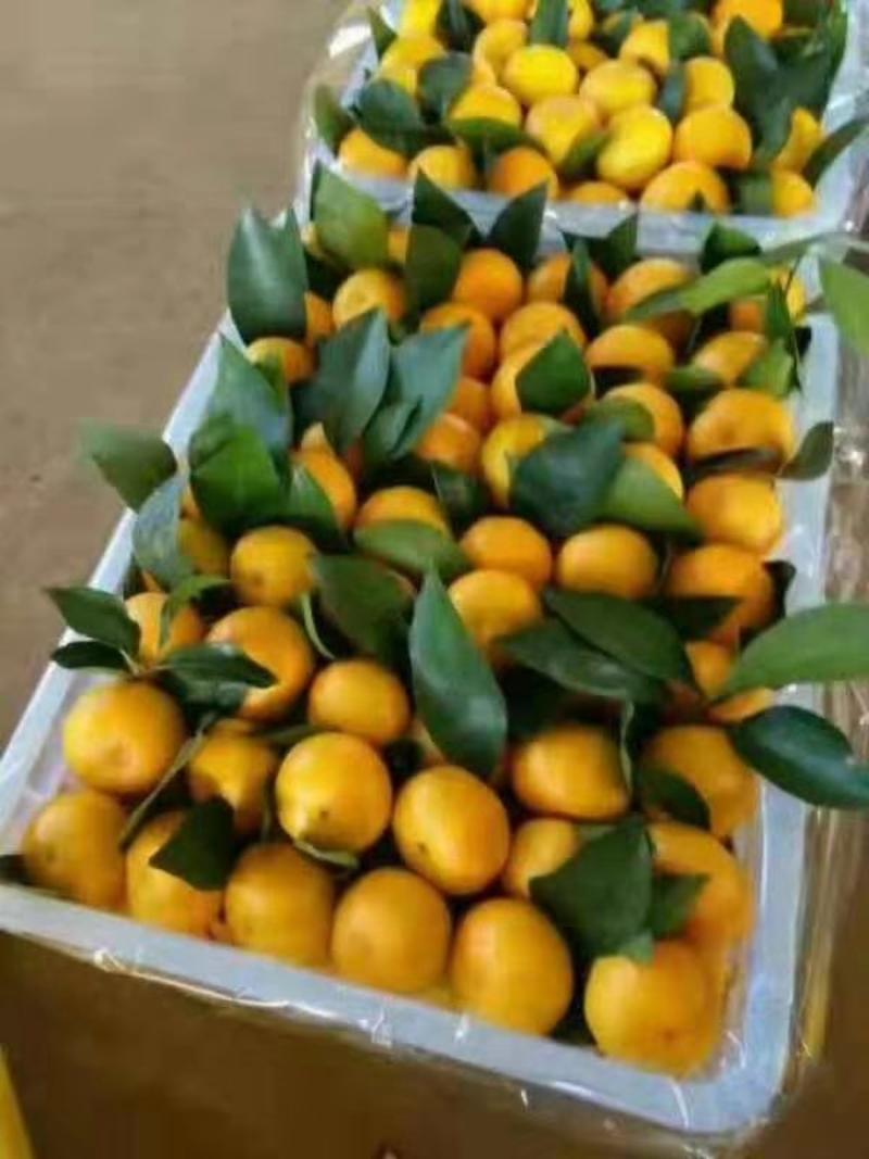 【特早柑桔】湖北特早蜜橘果园直供皮薄多汁可视频看货