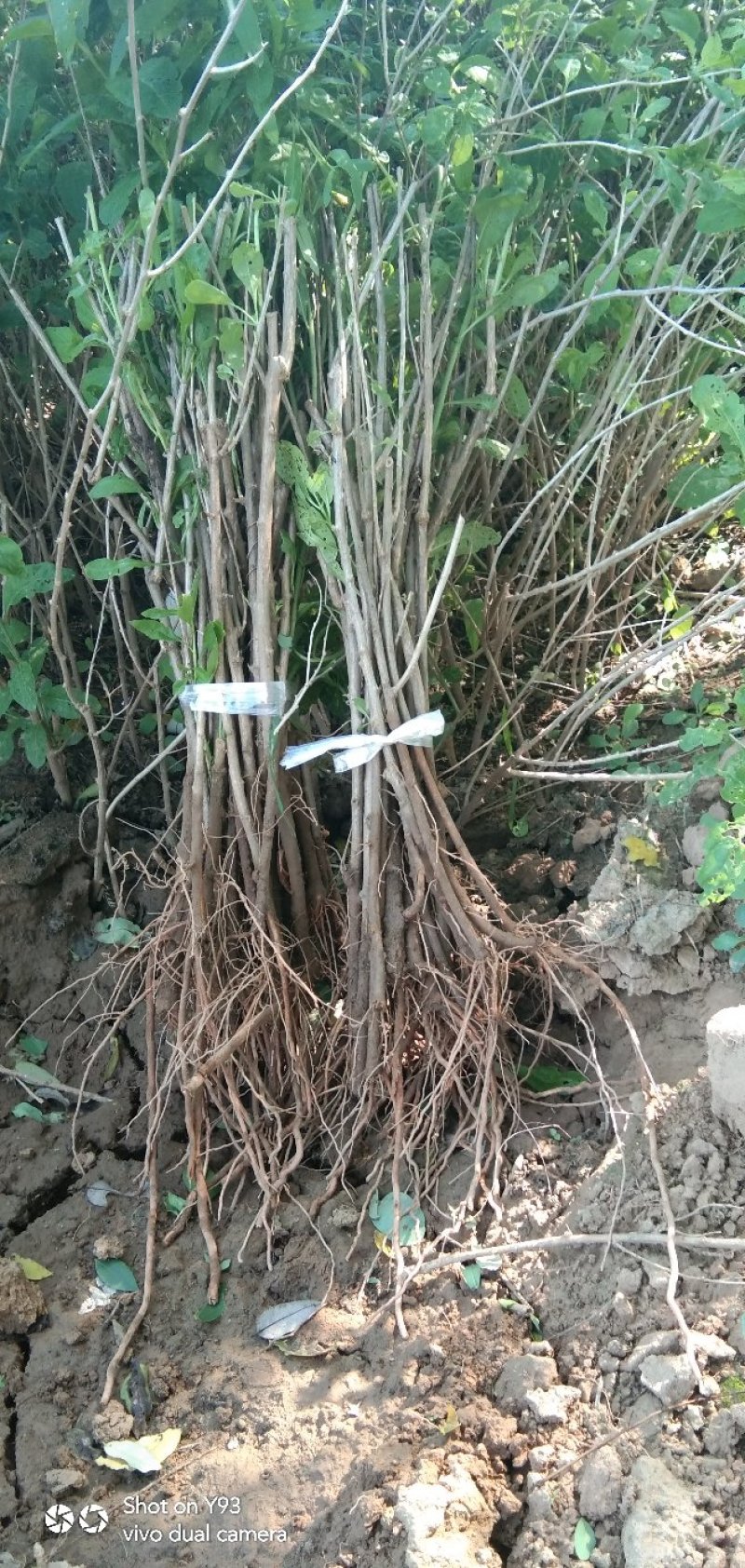 红枸杞扦插苗，中华血杞(三年苗)，当年挂果