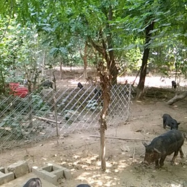 香猪繁育基地，出厂价供应。欢迎实地考察。