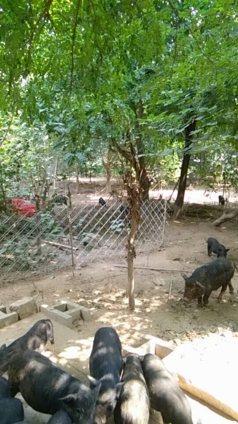 香猪繁育基地，出厂价供应。欢迎实地考察。