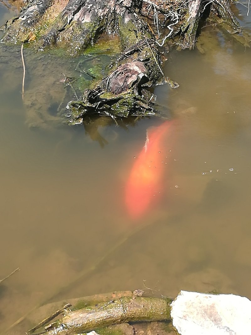 锦鲤观赏鱼