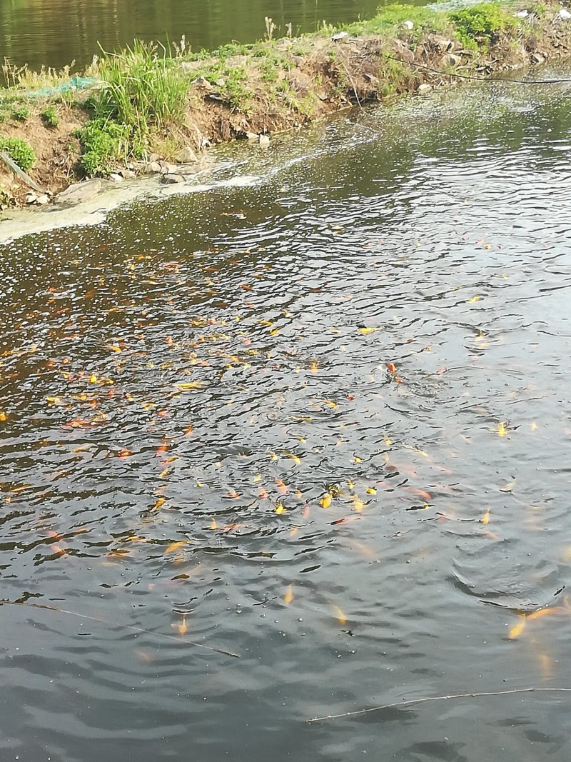 锦鲤观赏鱼