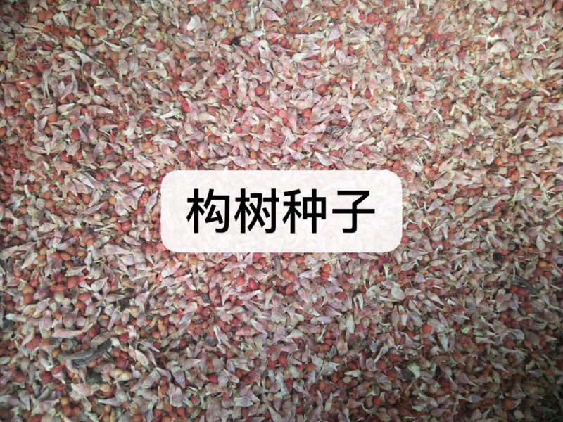 构树构树种子牛羊饲料易播种产量高光山复绿道路绿化诸实