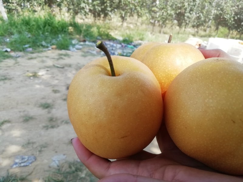 现摘的丰水