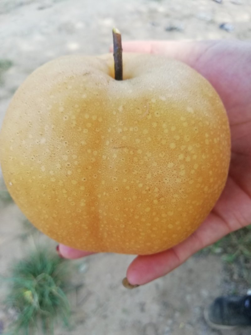 现摘的丰水