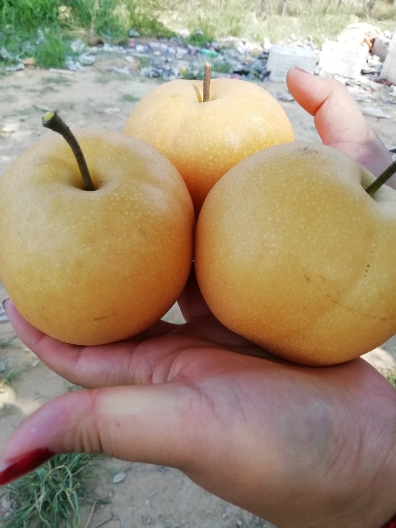 现摘的丰水