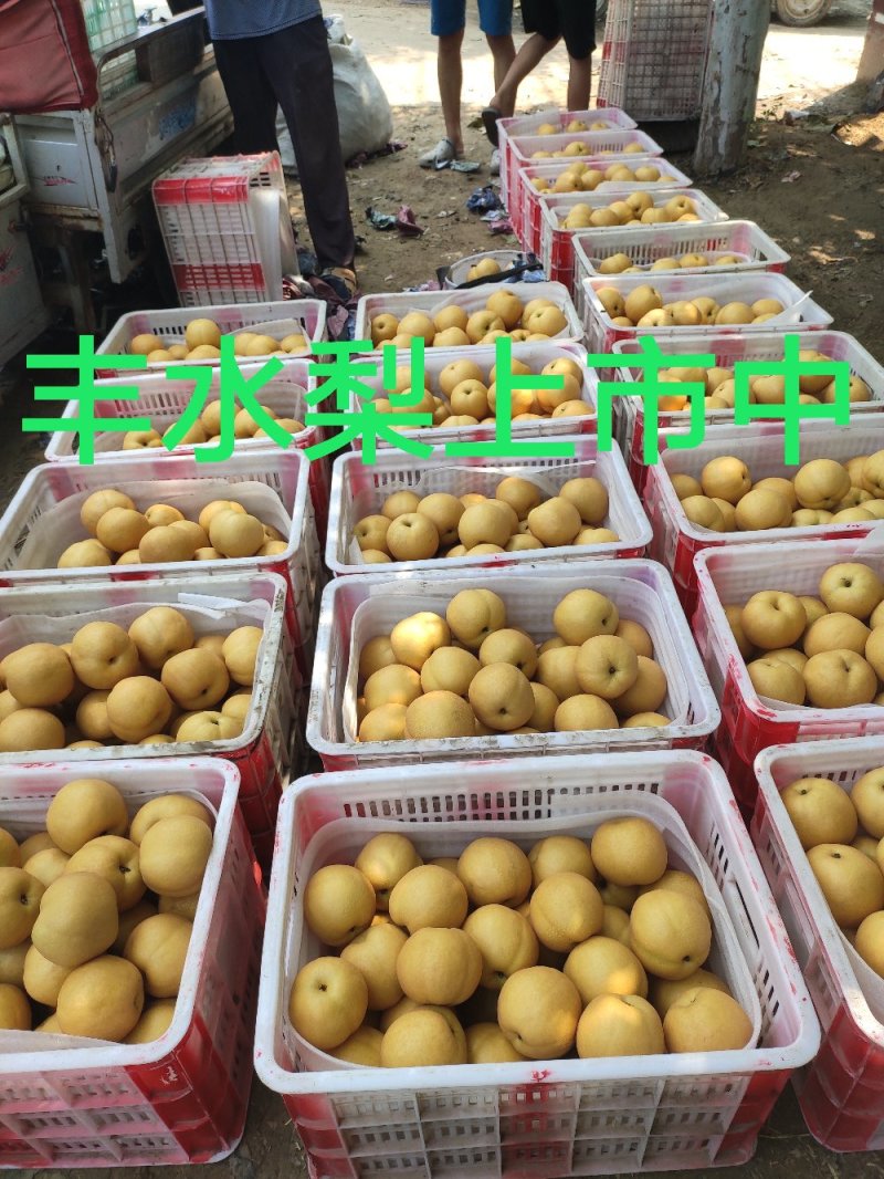 秋月梨，产地直供电商，超市，批发商，包装齐全，货量充足