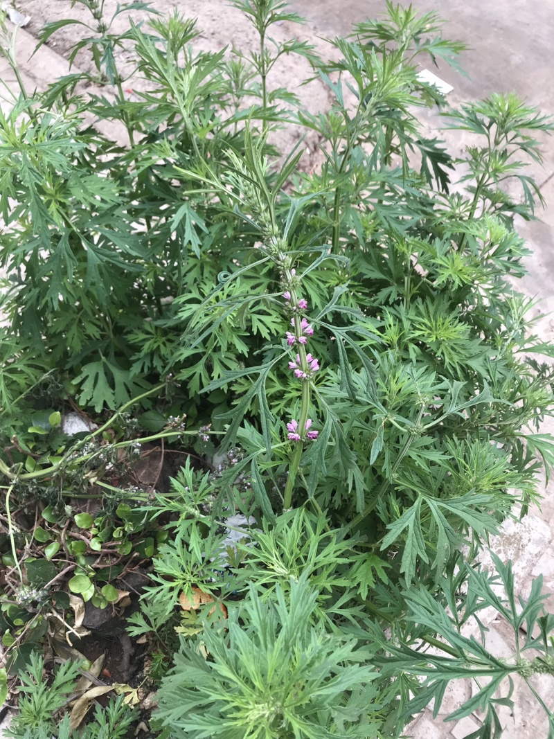 纯野生益母草，鲜品干品都有
