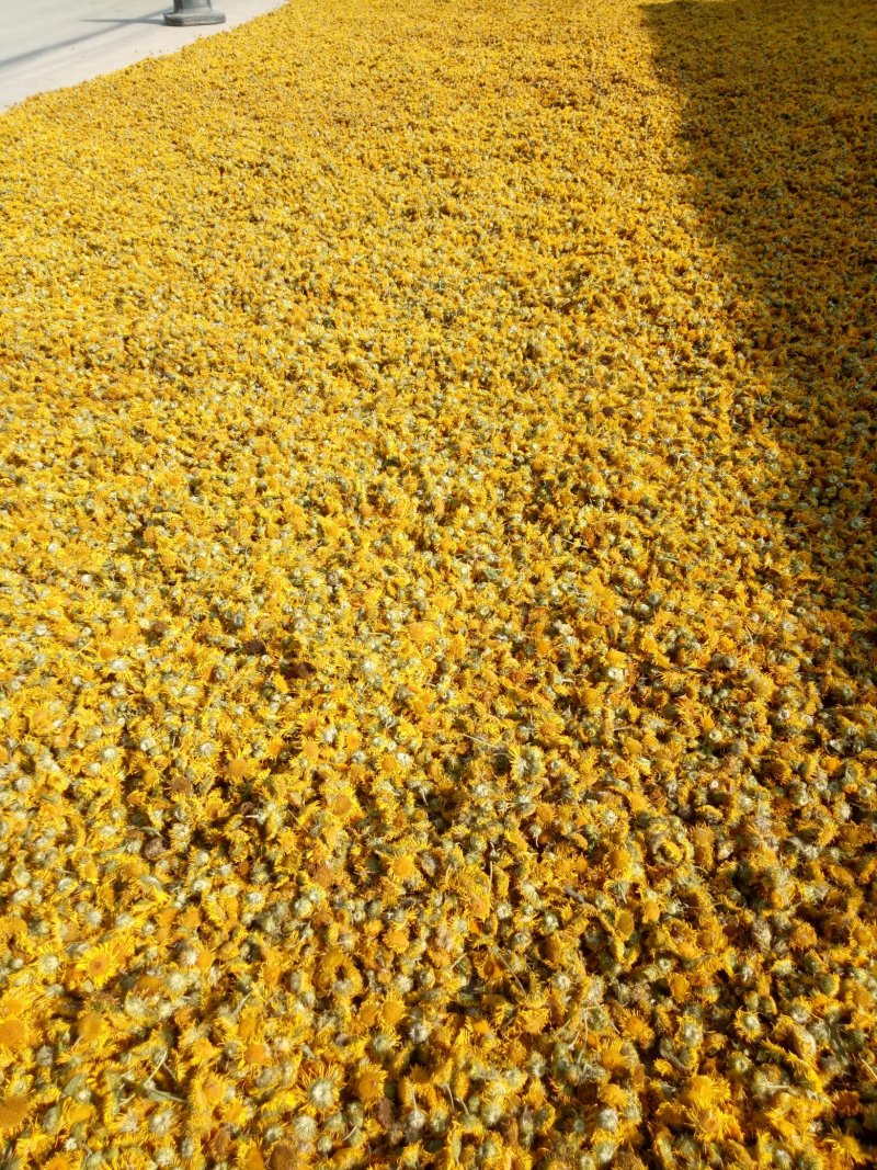 旋复花金佛花旋覆花种苗产量高含量高六月菊