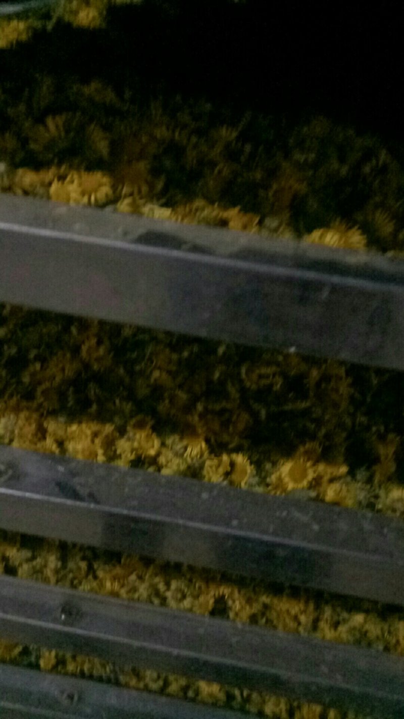 旋复花金佛花旋覆花种苗产量高含量高六月菊