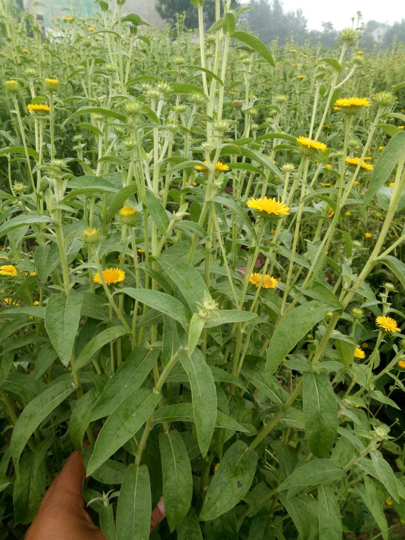 旋复花金佛花旋覆花种苗产量高含量高六月菊