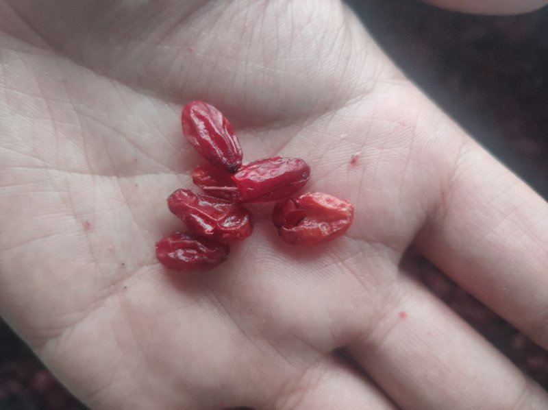 山萸肉山芋肉山于山茱萸