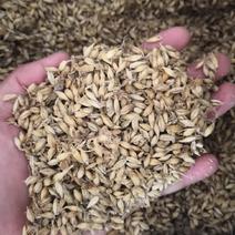 麦芽小麦芽麦芽各种规格中药材品种齐全