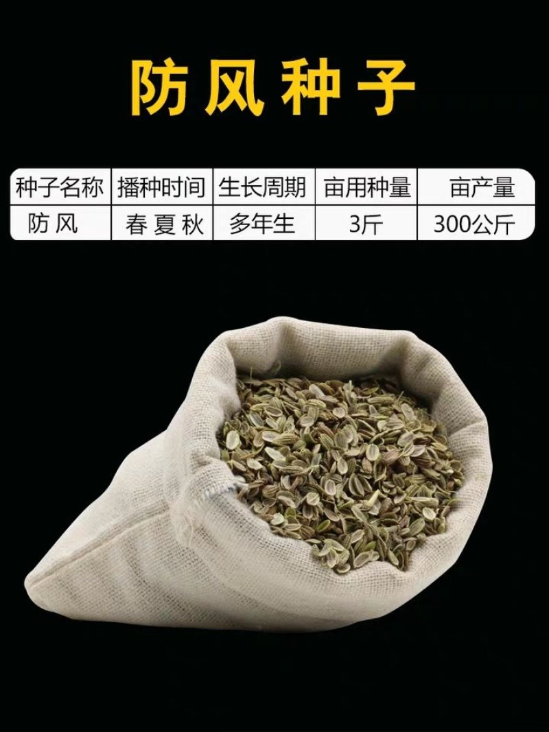 防风种子，内蒙防风，关防风