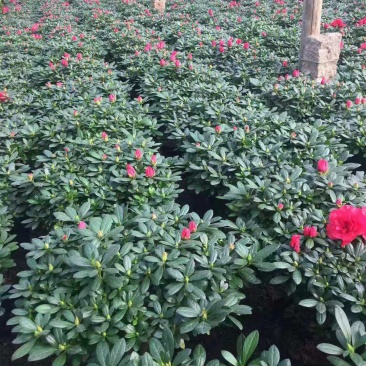 各种规格花卉批发