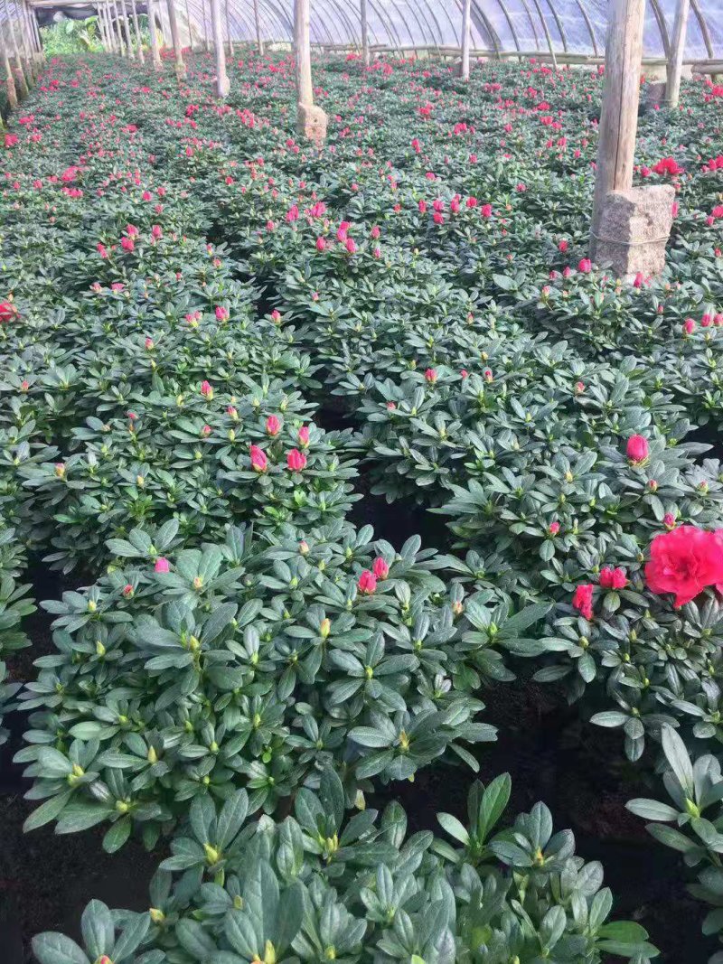 各种规格花卉批发