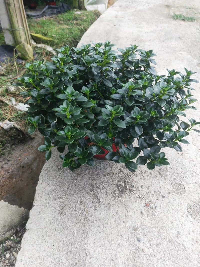 各种规格花卉批发