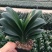 各种规格花卉批发