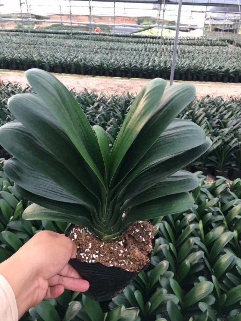 各种规格花卉批发