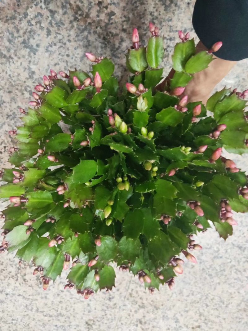 各种规格花卉批发